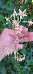 Solanum betaceum
