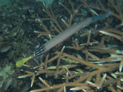 Aulostomus chinensis