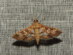 Sameodes