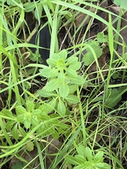 Galium aparine