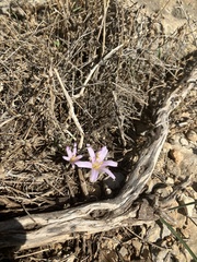 Colchicum stevenii