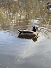 Anas platyrhynchos