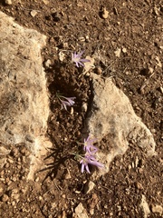 Colchicum stevenii