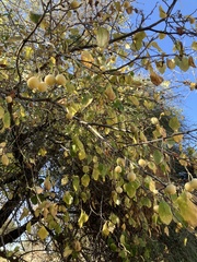 Styrax officinalis