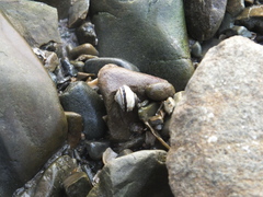 Littorina brevicula