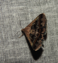 Acantholipes