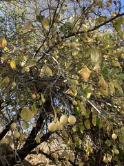 Styrax officinalis