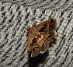 Acantholipes
