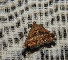 Acantholipes