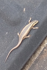 Trachylepis punctatissima