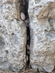Levantina spiriplana