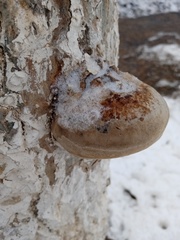 Phellinus tremulae