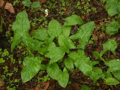 Arum italicum