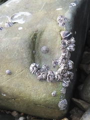 Fistulobalanus albicostatus