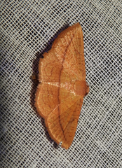 Striglina