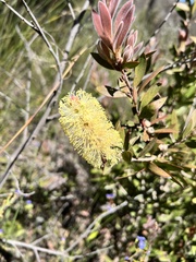 Melaleuca