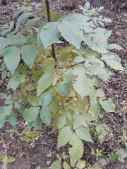 Fraxinus ornus