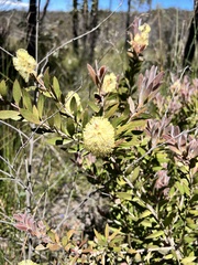 Melaleuca