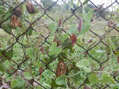 Aristolochia baetica