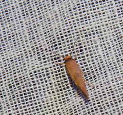 Stathmopoda