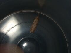 Dichomeris acuminatus