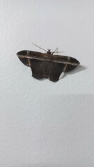 Hemeroblemma mexicana