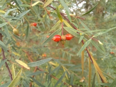 Thymelaeaceae