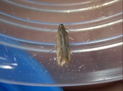 Dichomeris acuminatus