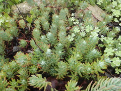 Petrosedum sediforme