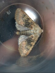 Polymixis argillaceago