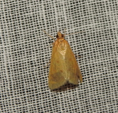 Pyraustini