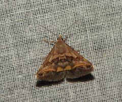 Acantholipes