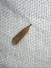 Dichomeris acuminatus