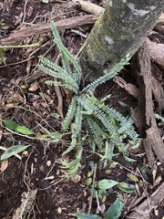 Asplenium normale