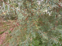 Thymelaeaceae