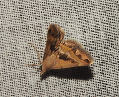 Acantholipes