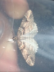 Catarhoe basochesiata