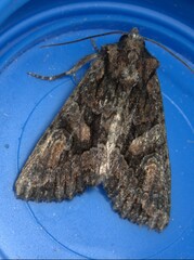 Dryobotodes tenebrosa