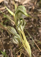 Pterostylis biseta