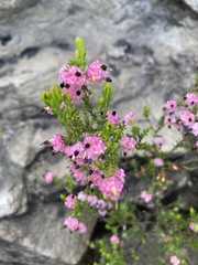 Erica spumosa