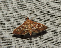 Sameodes cancellalis