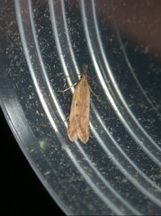 Dichomeris acuminatus