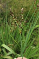 Juncus lomatophyllus