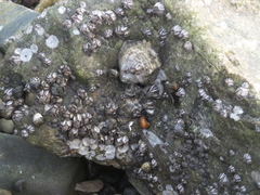 Fistulobalanus albicostatus