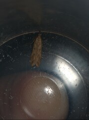 Dichomeris acuminatus