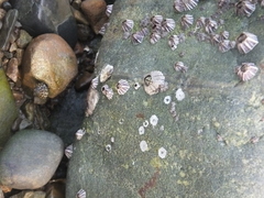 Fistulobalanus albicostatus