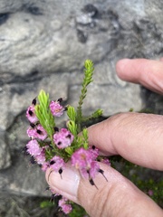 Erica spumosa