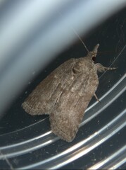 Nycteola