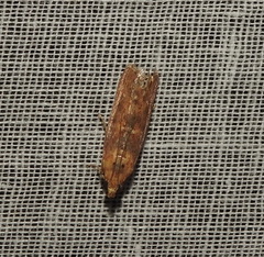 Helcystogramma triannulella