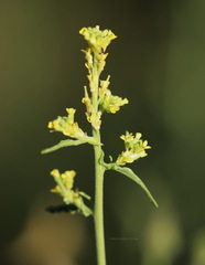 Sisymbrium officinale
